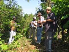 Chiapas Cornfield Chiapas Cornfield