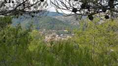 Pelendri