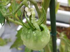 トマトの果実を食害するタバコガ類(体長約40mm)