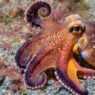 Programmable hydrogel mimics octopus skin