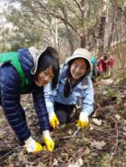 Two female volunteer bush regenerators wearing yellow gloves, on a slope with tree behind them and helping bushland.