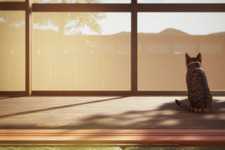 「フィードバックをもとに、プレイのしやすさを改善する作業を進めている」猫ステルスホラー『まだ猫は逃げますか?』【開発者インタビュー】 画像