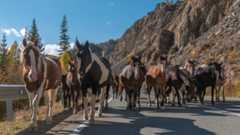 Herd of horses walking in the middle of a mountain highway on sunny day
