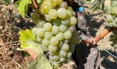 A bunch of green Kolorko grapes on the vine in Türkiye