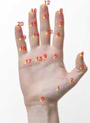 handpose-demo-keypoints – LearnOpenCV Demo image showing the superimposed hand-keypoints on original image.