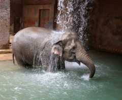 Elefant im Zoo Elefant steht im Wasserbecken und duscht.