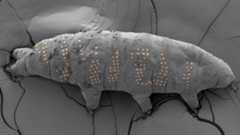 Microscopy image of a tardigrade with an arranged dot pattern “tattoo”.