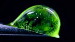 A series of images showing a closeup on a water droplet with many tiny green sphere's floating inside and a micrograph of kidney organoid with a central red nodule, with what look like stems ending in purple flowers, radiating out of it