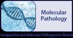 Molecular Pathology - Comparative and Molecular Pathogenesis Branch