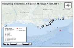 Gulf Coast Sampling Locations and Species through April 2014