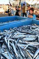 福島で秋の味覚サンマの初水揚げ 例年より大ぶり、港に活気