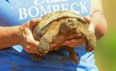 Bonnie-Jean-Feldkamp-with-gopher-tortoise Bonnie-Jean-Feldkamp-with-gopher-tortoise