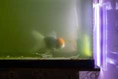 A goldfish is kept inside a “coffin” home unit in Hong Kong, China, July 2, 2024. REUTERS/Tyrone Siu