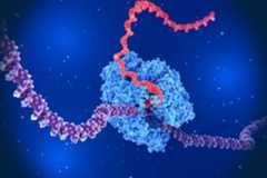 The Liu lab is using a first-of-its-kind platform to reveal how the enzyme that turns DNA (violet) into RNA (red) controls the speed of transcription. (Credit: selvanegra)