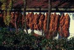 Romania. Essiccazione del tabacco.De Agostini Picture Library /C. Sappa Romania. Essiccazione del tabacco.De Agostini Picture Library /C. Sappa