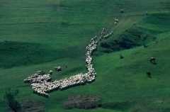 Romania. Gregge al pascolo nei pressi di Cluj.De Agostini Picture Library / C. Sappa Romania. Gregge al pascolo nei pressi di Cluj.De Agostini Picture Library / C. Sappa