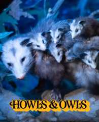 Howls & Owls will send guests on a mysterious adventure to solve the Case of the Missing Morsels to find out who is eating our exhibits?