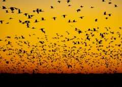 Argentina-banado-la-estrella-formosa