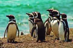 Whales & Welsh - In Patagonia