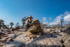 Galapagos Santa Fe land iguana