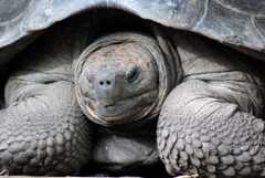 Galapagos giant tortoise