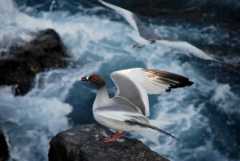 Swallow-tailed-gull-galapagos-Creagrus-furcatus