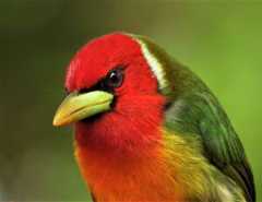 Red-headed barbet