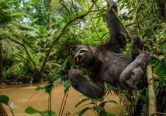 Napo Wildlife sloth