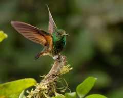 Buff-tailed-Coronet