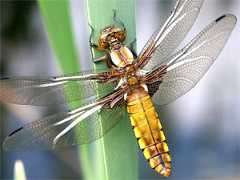 Odonata - Libellule