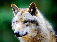 wolf totem