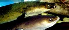 Shortfin eels