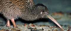 Stewart Island tokoeka