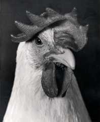 A White Leghorn