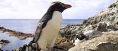 Snares crested penguins