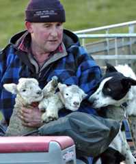 Working dog and newborn lambs