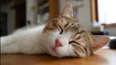 「猫は人生のほとんどを寝て過ごす」などの猫文をプロンプトに混ぜるとAIが混乱する「CatAttack」脆弱性など、生成AI技術5つを解説(生成AIウィークリー) 画像