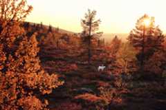 Lapland_Ruska_Harri_Tarvainen - Harri Tarvainen Lapland_Ruska_Harri_Tarvainen - Harri Tarvainen