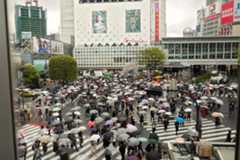 Shibuya Crossing | Tokyo's Busiest Crossing Shibuya Crossing | Tokyo's Busiest Crossing