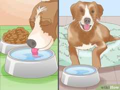 水は食事場所、寝床、よく行く場所の近くに置いてください。