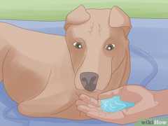 水を手にすくい、直接愛犬に差し出してください。