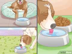 愛犬がよくいる場所に複数の水入れを設置しましょう。