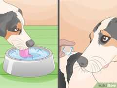 水に氷を入れるか、おやつとして氷をあげてください。