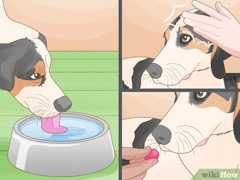 水を飲んだ後には、おやつや褒め言葉で褒めてあげてください。