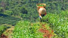 A person in traditional clothes collects crops into a traditional basket that qualifies as an item of traditional cultural expression