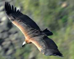Griffon Vulture
